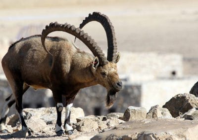 bouquetin de Nubie, mammifere herbivore d'Afrique de l'Est, Moyen Orient, le plus petit bouquetin au monde