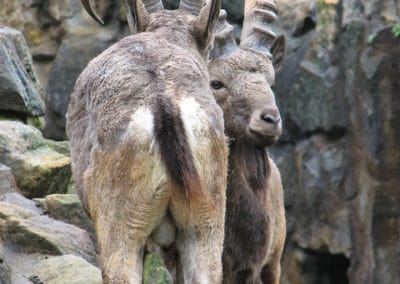 bouquetin de Siberie, yanghir, ibex, mammifere herbivore, bovidé d'Asie, grandes cornes - Instinct animal