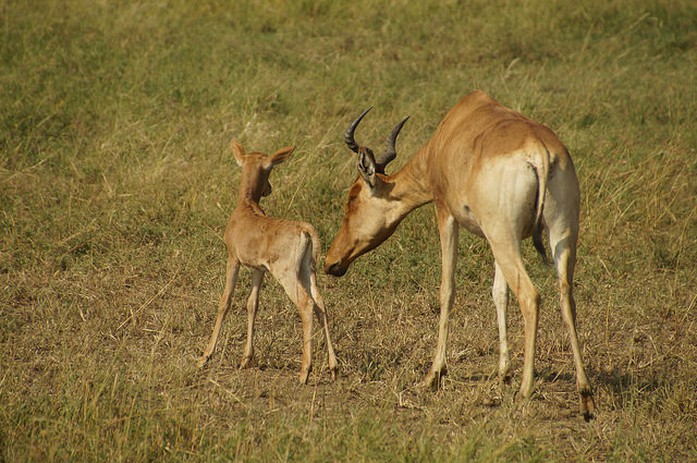 bubale roux, bebe et maman, mammifère herbivore, afrique - Instinct animal