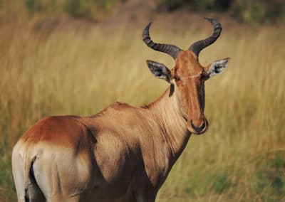 bubale roux, mammifre herbivore, bovidé d'Afrique, antilope vitesse rapide - Instinct animal