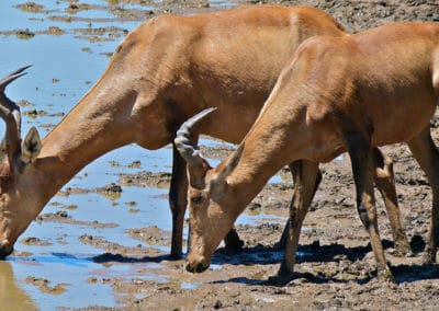 bubale roux, mammifre herbivore, bovidé d'Afrique, antilope vitesse rapide - Instinct animal