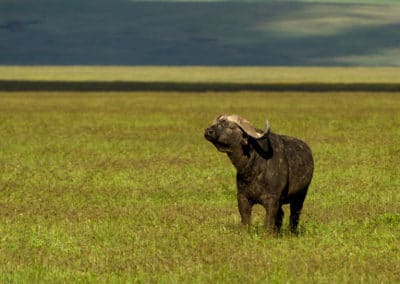 buffle d'Afrique noir, savane, grand mammifere herbivore, bovidé d'Afrique dangereux - Instinct animal
