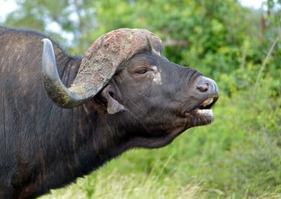 buffle d'Afrique noir, savane, grand mammifere herbivore, bovidé d'Afrique dangereux - Instinct animal