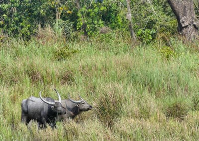 buffle d'Asie, buffle des marais des rivières, mammifere herbivore domestique danger d'extinction - Instinct animal