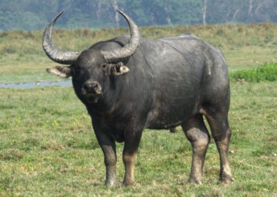 buffle d'Asie, buffle des marais des rivières, mammifere herbivore domestique danger d'extinction - Instinct animal