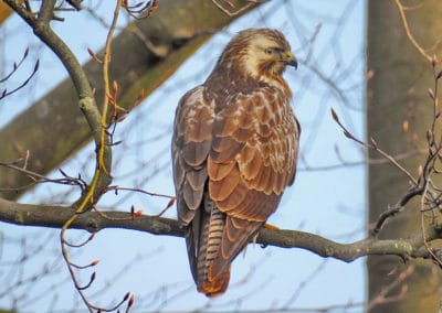 buse variable ou buse commune, oiseau de proies, rapace - Instinct animal