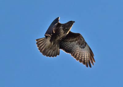 buse variable ou buse commune, oiseau de proies, rapace - Instinct animal