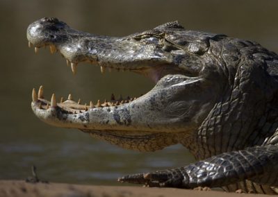 caiman noir, reptile carnivore,crocodile, alligatoride vivant en Amerique du Sud - Instinct animal