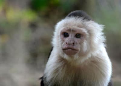 capucin, sapajou, primate, singe d'Amerique du Sud et d'Amerique centrale