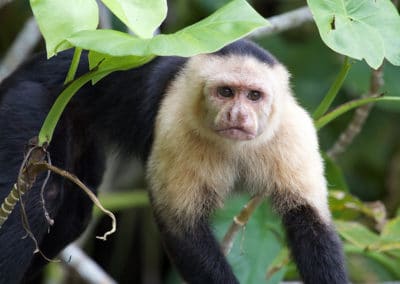 capucin, sapajou, primate, singe d'Amerique du Sud et d'Amerique centrale