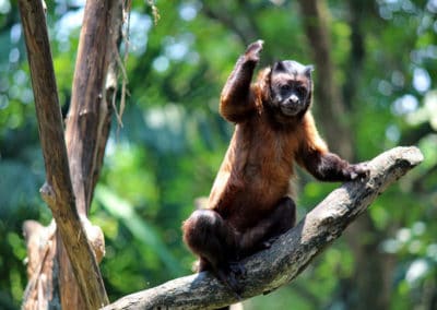 capucin brun houppe noire, primate, singe d'Amerique du Sud - Instinct animal
