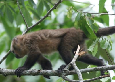 capucin brun houppe noire, primate, singe d'Amerique du Sud - Instinct animal
