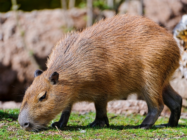capybara, capibara, mammifere, animal, rongeur, amerique du sud