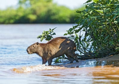 capybara, mammifere rongeur d'Amerique du Sud - Instinct animal