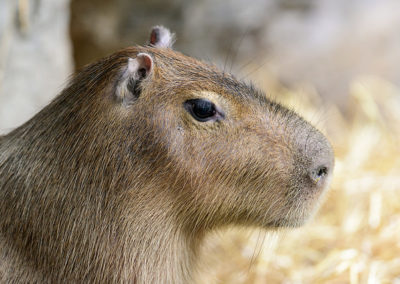 capybara, mammifere rongeur d'Amerique du Sud - Instinct animal