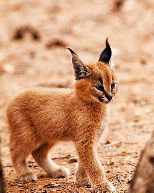 petit bebe caracal, chaton, lynx de Perse, félin d'Afrique et d'Asie - Instinct animal