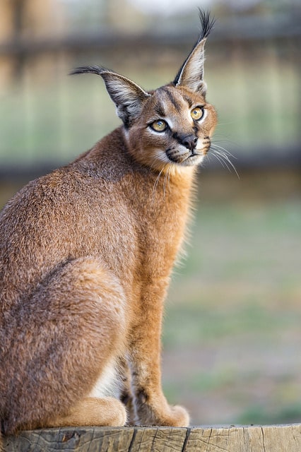 Singles in duisburg zoogeschäft