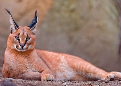 caracal ou lynx de Perse, mammifere, felin carnivore d'Afrique et d'Asie - Instinct animal