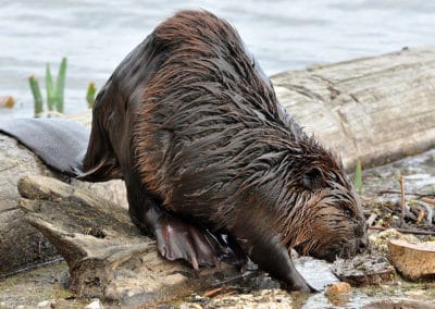 castor du Canada, mammifere rongeur Amerique du Nord, queue plate - Instinct animal