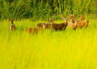 cerf cochon, animal, mammifere herbivore, cervidé asie du sud est