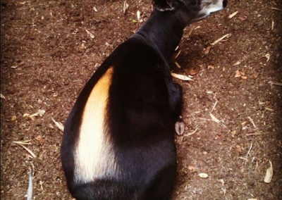 cephalophe à dos jaune, mammifere herbivore, bovidé, afrique