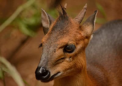 cephalophe a flancs roux, animal, bovidé, mammifere herbivore d'afrique