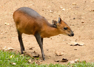 cephalophe a flancs roux, animal, bovidé, mammifere herbivore d'afrique