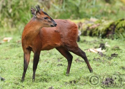 cephalophe a front noir, animal, mammifere herbivore, bovidé d'afrique