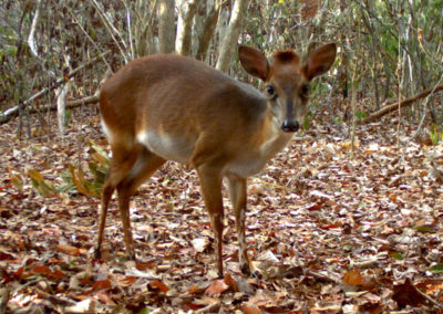 cephalophe d'ader, animal, mammifere herbivore d'afrique