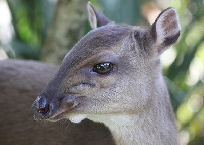 cephalophe bleu, mammifere herbivore, bovidé d'Afrique - Instinct animal