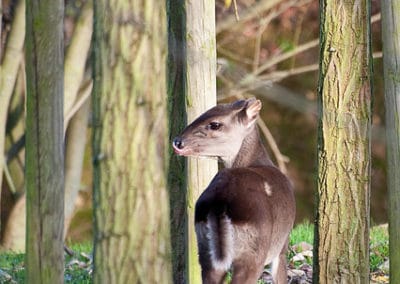 cephalophe bleu, mammifere herbivore, bovidé d'Afrique - Instinct animal