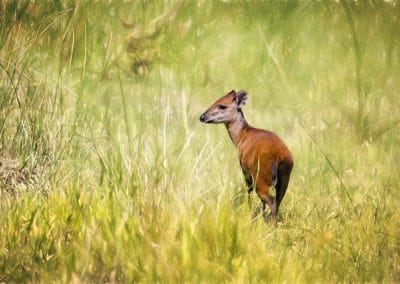 cephalophe de natal, animal, mammifere herbivore, bovidé d'afrique