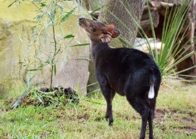 Le cephalophe noir, animal, mammifere herbivore, bovidé d'Afrique centrale