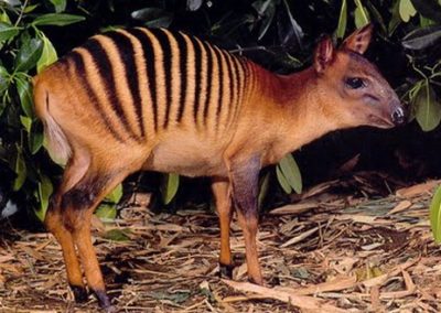 cephalophe zebre, animal, mammifere herbivore, bovidé d'afrique de l'ouest