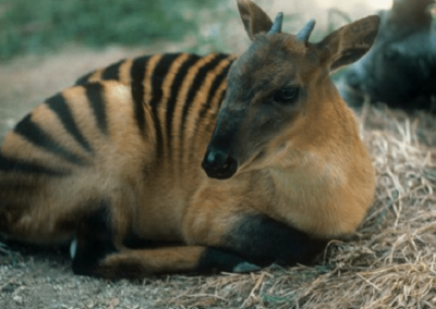 cephalophe zebre, animal, mammifere herbivore, bovidé d'afrique de l'ouest