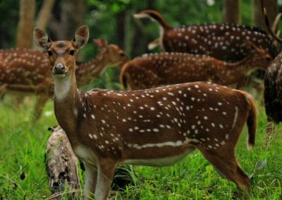 cerf axis, biche, mammifere herbivore d'Europe et d'Asie, bois, ramure