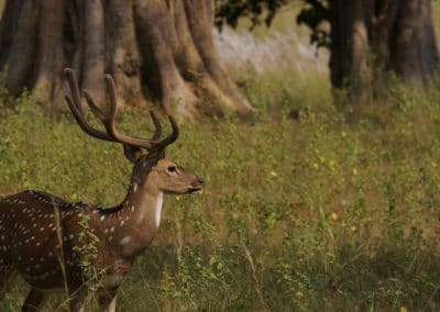 cerf axis, mammifere herbivore d'Europe et d'Asie, bois, ramure