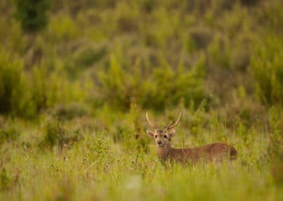 cerf cochon, animal, mammifere herbivore, cervidé asie du sud est