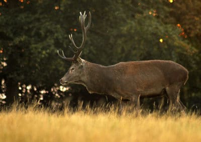 cerf elaphe, cerf rouge d'Europe, mammifere herbivore cervidé - Instinct animal