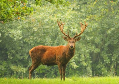 cerf elaphe, cerf rouge d'Europe, mammifere herbivore cervidé - Instinct animal