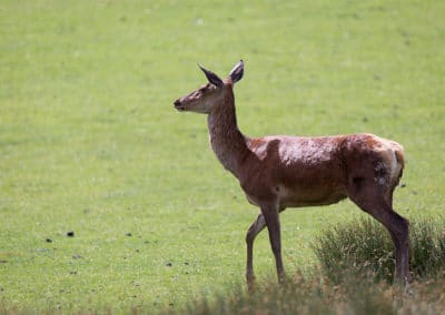 femelle du cerf elaphe, la biche, mammifere herbivore cervidé - Instinct animal