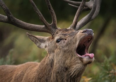 brame du cerf elaphe, saison des amours, periode de reproduction, rut, fin de l'ete, combat de cerfs