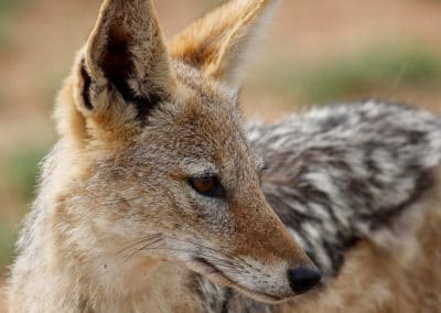 chacal a chabraque, dos noir, animal mammifere carnivore, canidé d'afrique