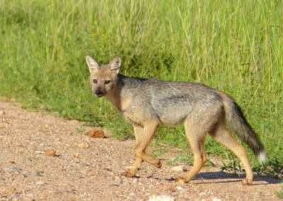 chacal a flancs rayés, animal, canidé, mammifere carnivore afrique