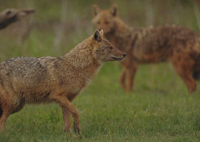 chacal doré, chacal commun, animal, canide, mammifere carnivore afrique, europe