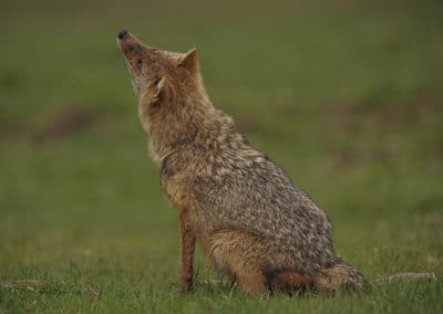 chacal doré, chacal commun, animal, canide, mammifere carnivore afrique, europe