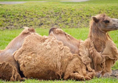 chameau de bactriane, domestique, animal, camelide, 2 bosses, mammifere herbivore, asie centrale