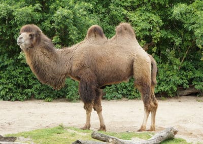 chameau sauvage de tartarie, animal, camelide, mammifere herbivore de mongolie