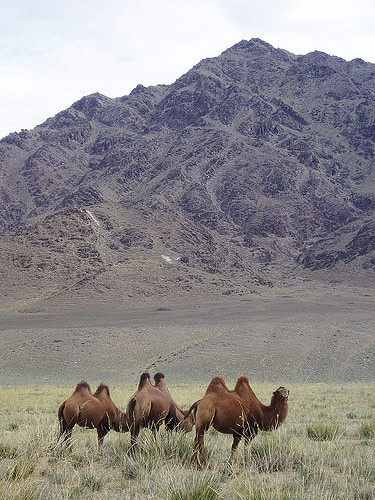chameaux sauvagex de tartarie, animal, camelides, mammiferes herbivores de mongolie
