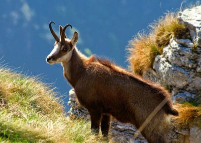 le chamois, animal, mammifere herbivore, bovidé montagne des alpes